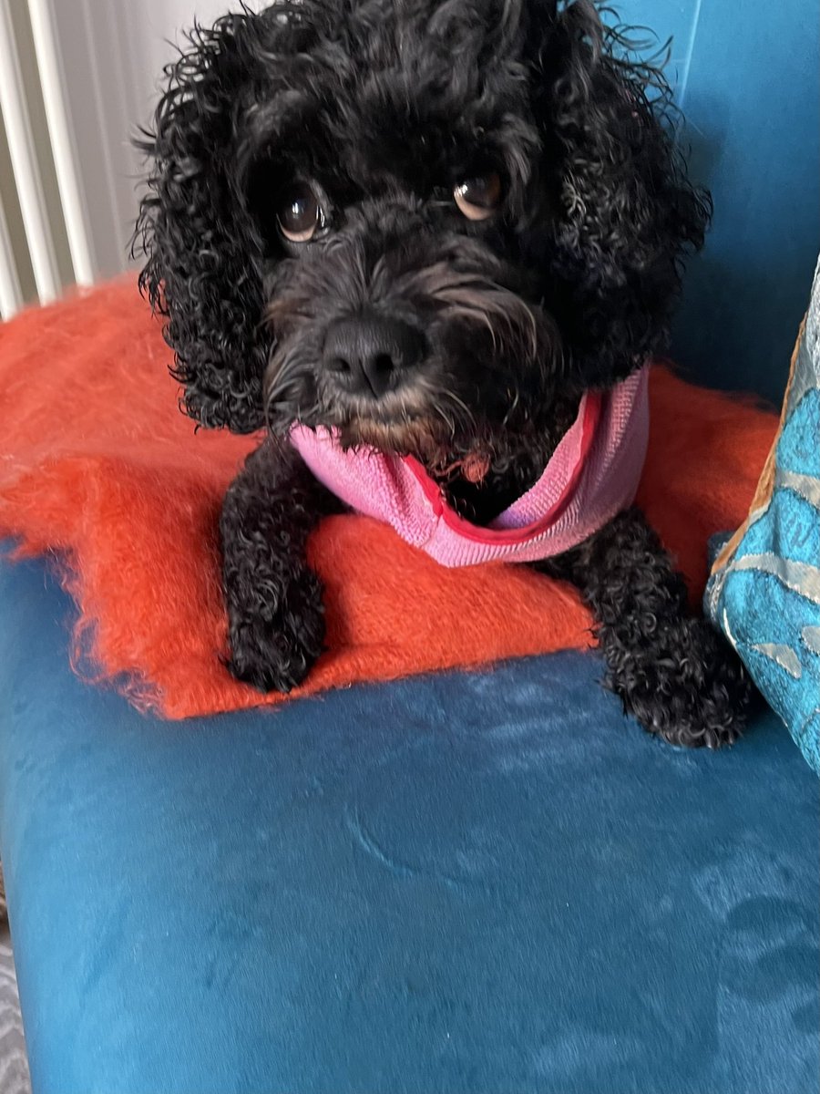 Vera_pooch's tweet photo. There has been a rollin incident 💩🤣 #Vera🐶 #sundayvibes #dogsoftwitter #NoBaths #TwinsiesOnTwitter https://t.co/AsbsBxIxEs