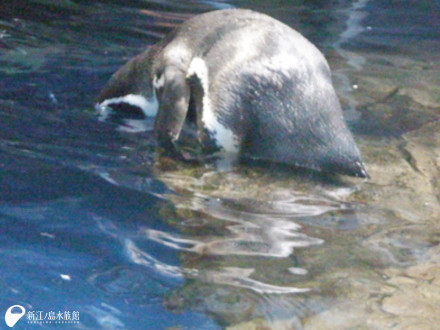 "突然ですが・・・この写真のペンギンがどんな状況か分かりますか？"（動画あり）

えのすいトリーター日誌
enosui.com/diaryentry.php…