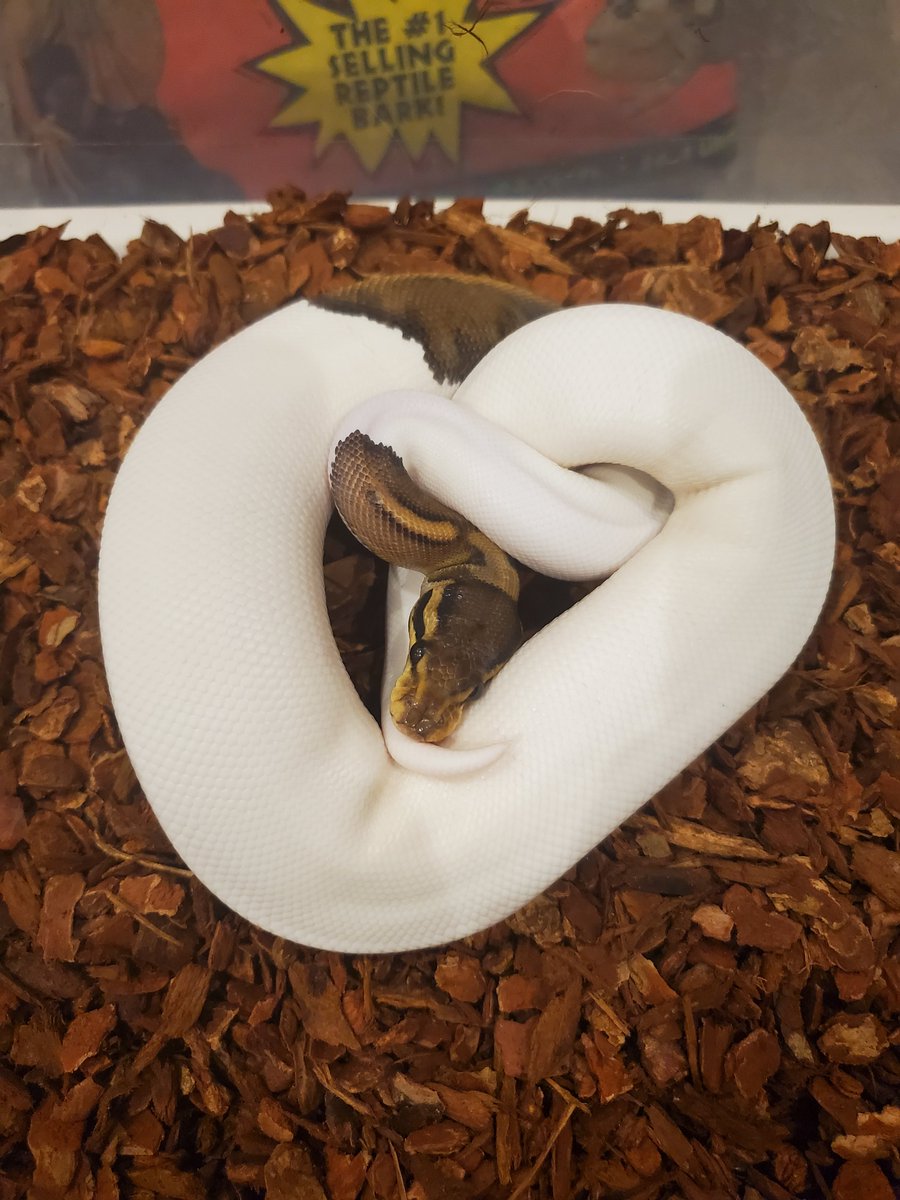 I realized I still have a few more scalies to share with twits out there. 😈