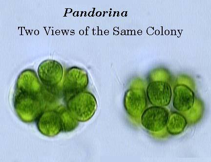 🧐 Do you routinely drain distal pancreatectomies ?!

🐳 POPF and morbidity might not be negatively affected by drainless procedures

🇳🇱🇮🇹 The Pandorina binational multicenter randomized controlled trial is ongoing to provide more evidence

ncbi.nlm.nih.gov/pmc/articles/P…