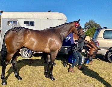 HillviewThorou1's tweet photo. Circuit Number Two (NZ) Curtis
Teofilo (Ire) x Fain (NZ)
The lovely, super moving boy has made his showing debut and went champion show horse. He is so loved 
#thoroughbred #hkjc #ottbsofinstagram #lifeafterracing #showhorse #icantkeepthemall #hillviewthoroughbredsgraduate https://t.co/1Z7oNFDmRC