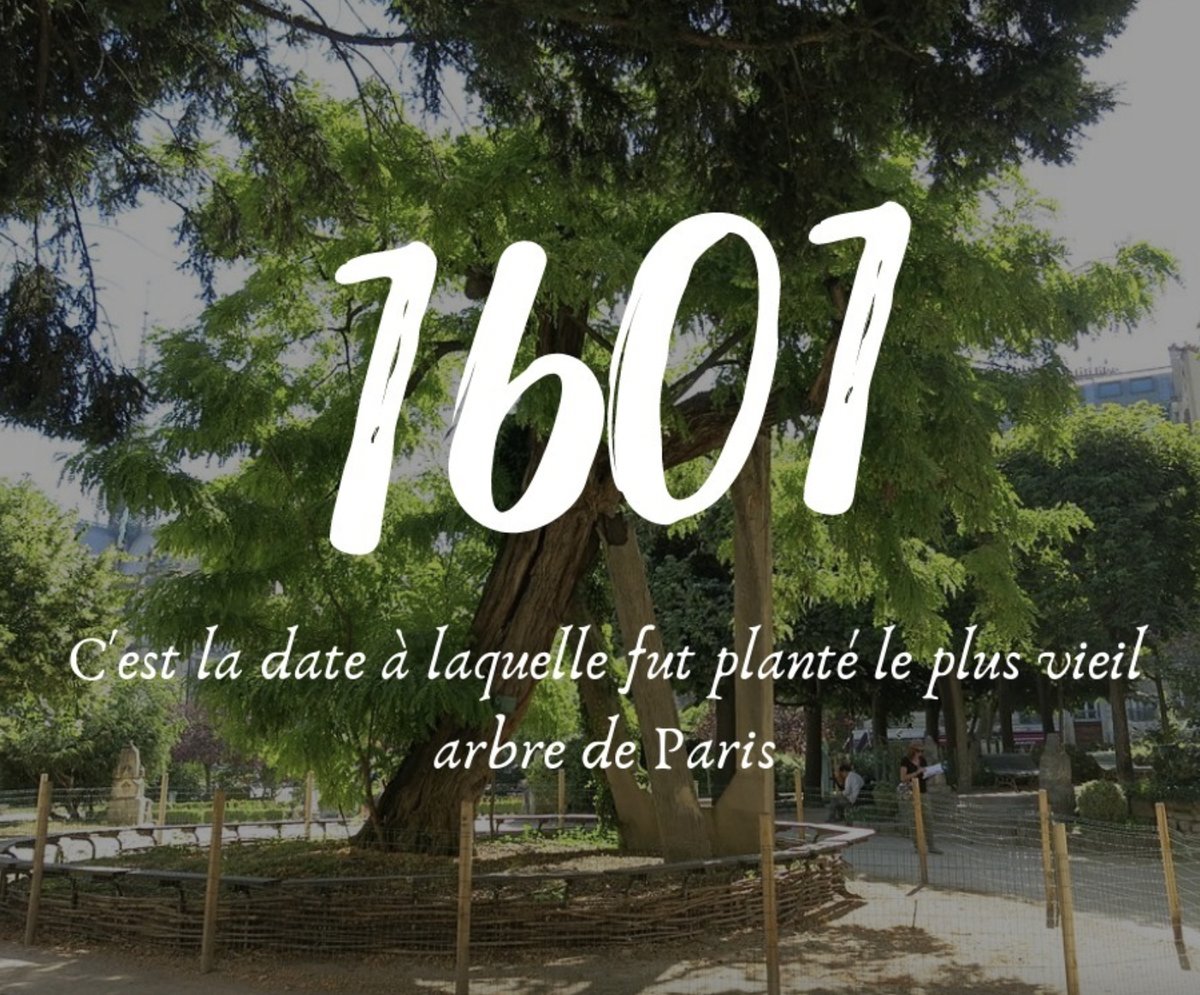 #ChiffresClés 🗝
C'est au cœur du quartier Latin, dans le square Viviani, que vous pourrez admirer ce Robinier venu d'Amérique du Nord. 🌿