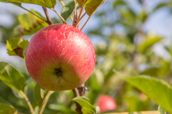 HelmsleyWalledG's tweet photo. Apples are packed with vitamins, antioxidants and fibre and can be helpful in lowering cholesterol, protecting against heart disease and diabetes and help with healthy bones. 

#AppleMonth #AppleFact @HelmsleyWalledG https://t.co/DiRAD8eztS