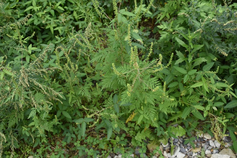 ブタクサの名前の由来について解説 自然植物図鑑