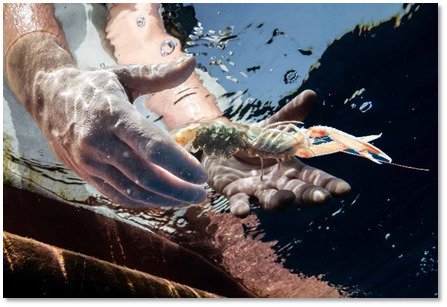 WWF_Med's tweet photo. Engaging with small-scale fishers is the most powerful thing we can do to keep the Mediterranean Sea alive. These photos 👇show some of the men and women we work with everyday to find a different, more sustainable way of fishing.
#IYAFA2022 #weekendvibes https://t.co/qR1tZvjBrB… https://t.co/yLXXuUzpWl