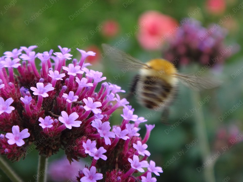 by_bugs's tweet photo. Common carder bees are fluffy, gingery bumble bees that can be seen foraging until late autumn, October or even November during mild years.

#bumblebee #commoncarderbee #autumn #verbena #vervain #pinkflowers #nature #wildlifephotogaphy #photography #photo #visualart https://t.co/cLP0CZA793