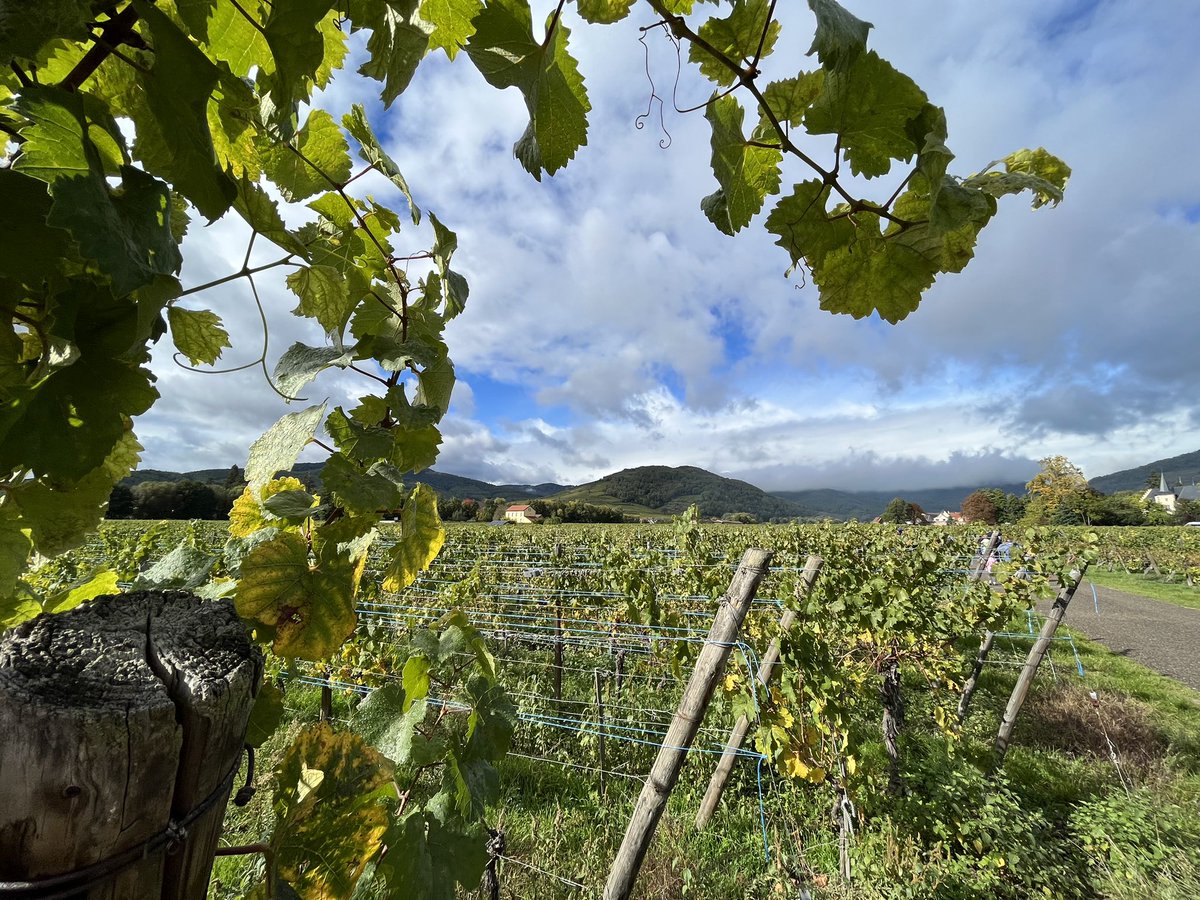batt_associes's tweet photo. Marche gourmande pour le CSE #BATT à #sigolsheim : détente, convivialité et vins d’#Alsace https://t.co/8rmP9MdT2v
