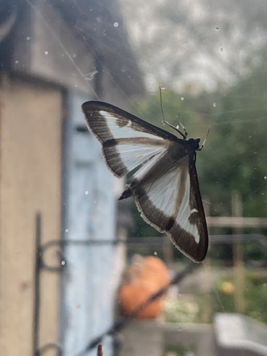 lucycgardens's tweet photo. Hmmmmmโฆ.. #boxmoth ๐ https://t.co/fmXBctsVpE