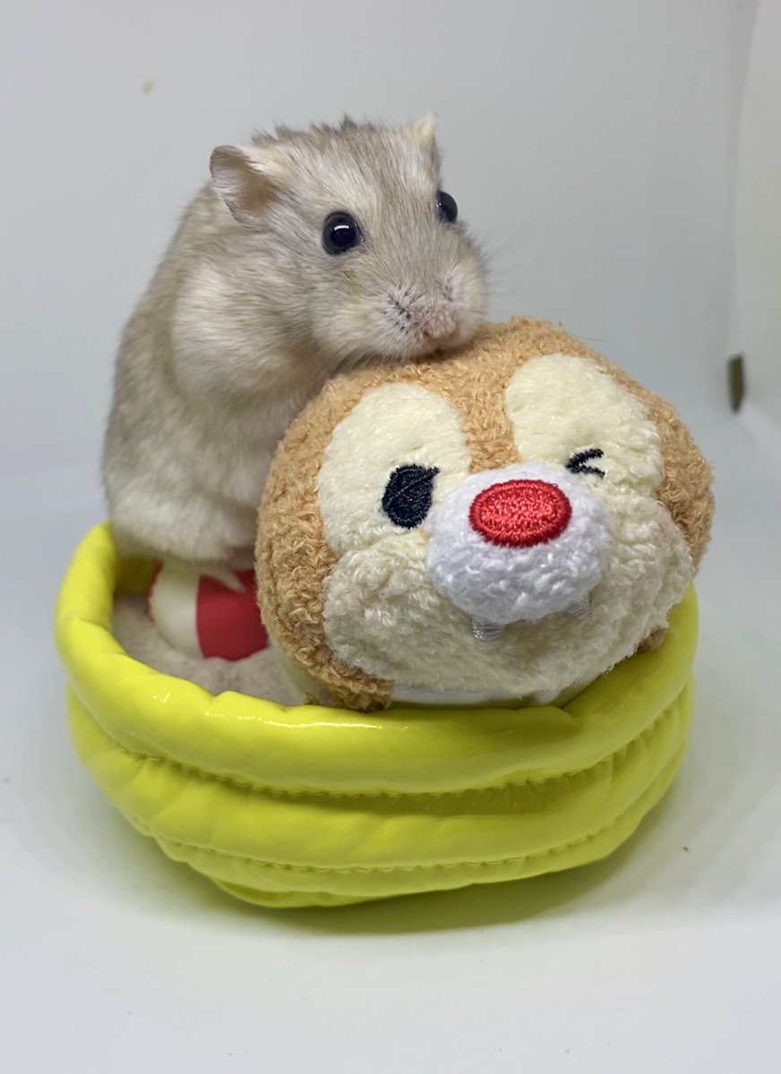 and_hamch's tweet photo. 夏の終わり👙🍉🌊🐹　#hamster #ハムスター #ハムスター好き https://t.co/hCujjlONxK