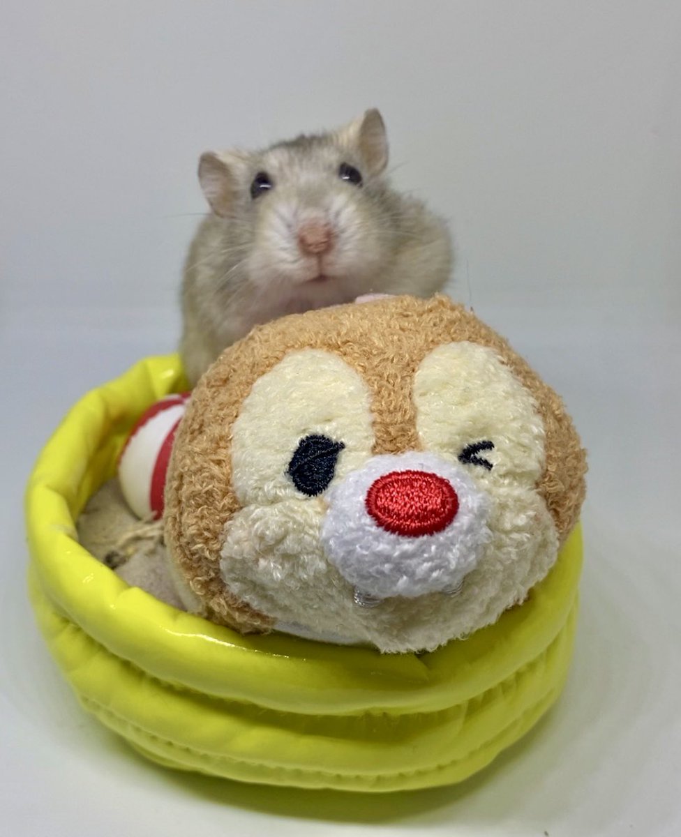 and_hamch's tweet photo. 夏の終わり👙🍉🌊🐹　#hamster #ハムスター #ハムスター好き https://t.co/hCujjlONxK