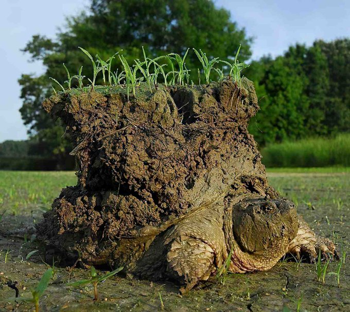 This very popular photo captured by Timothy C. Roth from Task Force Turtle portrays a snapping turtle that emerged after hibernation carrying the 'earth' on its back [read more, full story: buff.ly/3IFhlJ5]