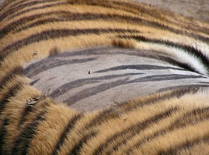 Tigers have striped skin not just striped fur. The stripes are like fingerprints and no two tigers have the same pattern. A tiger's stripes help to break up the outline of its body and make it hard to see [read more: buff.ly/3h0yfmN]