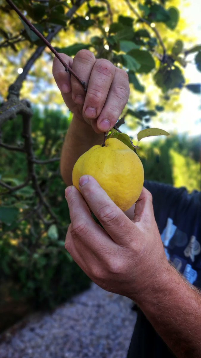 JSendarrubias's tweet image. Collita de #Codonys 2022 🌳
#Solsona #Olius #Lleida #Catalunya