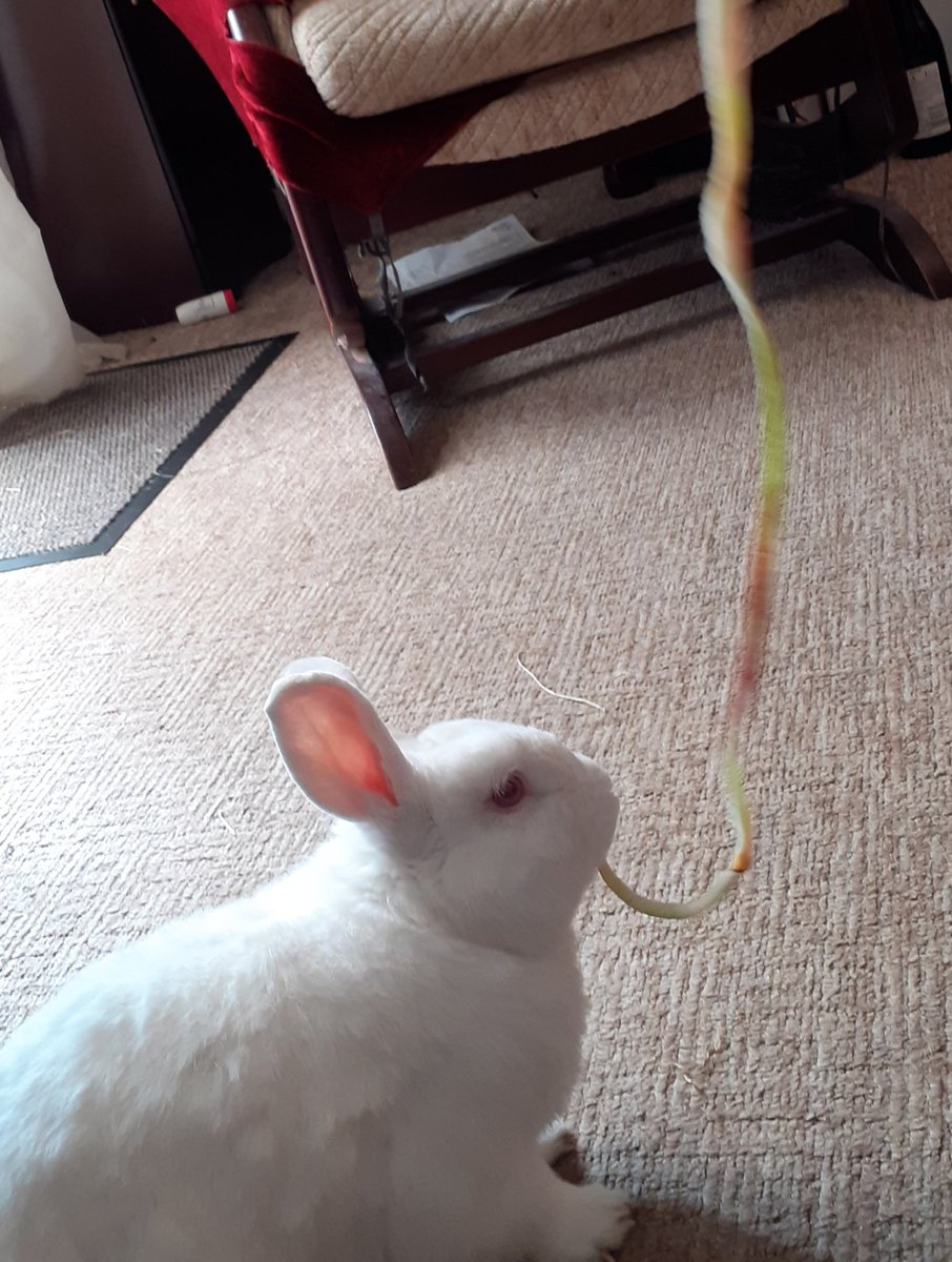 LeonardREW's tweet image. Apple strings! Granny has a device that peels apples so the skin comes off in one long tasty string. I love em!
