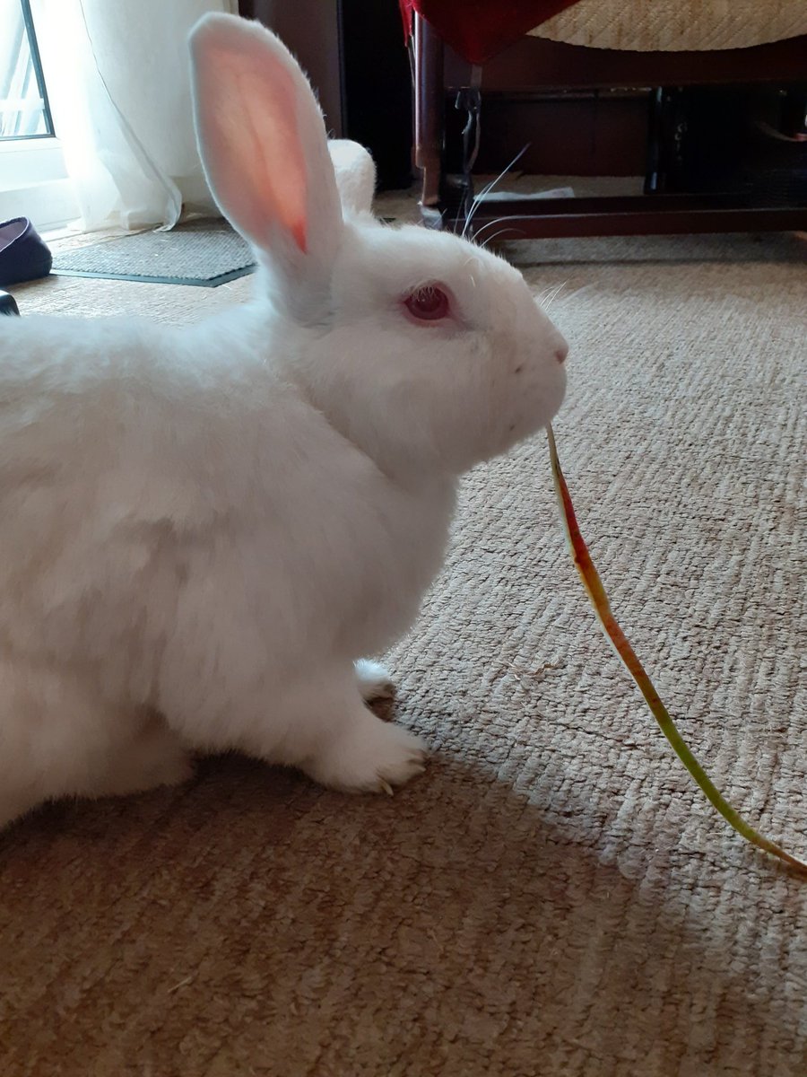 LeonardREW's tweet image. Apple strings! Granny has a device that peels apples so the skin comes off in one long tasty string. I love em!