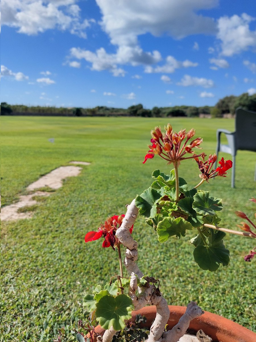 Menorca Cricket Club tweet media