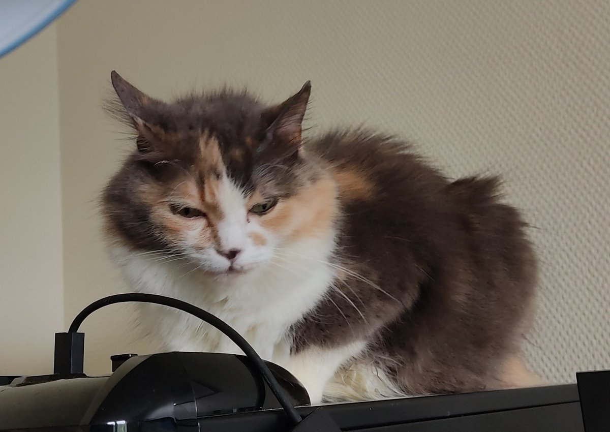 triodechats's tweet image. On commence à bien s'habituer au nouvel appartement ! Les poils d'Harlem repoussent assez bien comme on voit un peu sur la photo
Même qu'on commence à être très curieux du balcon mais il est pas encore sécurisé