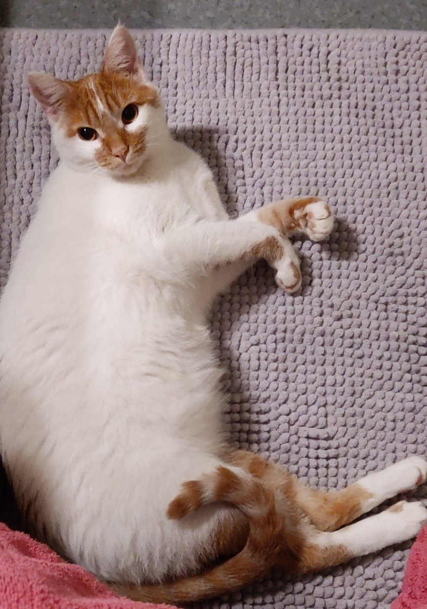 triodechats's tweet image. On commence à bien s'habituer au nouvel appartement ! Les poils d'Harlem repoussent assez bien comme on voit un peu sur la photo
Même qu'on commence à être très curieux du balcon mais il est pas encore sécurisé