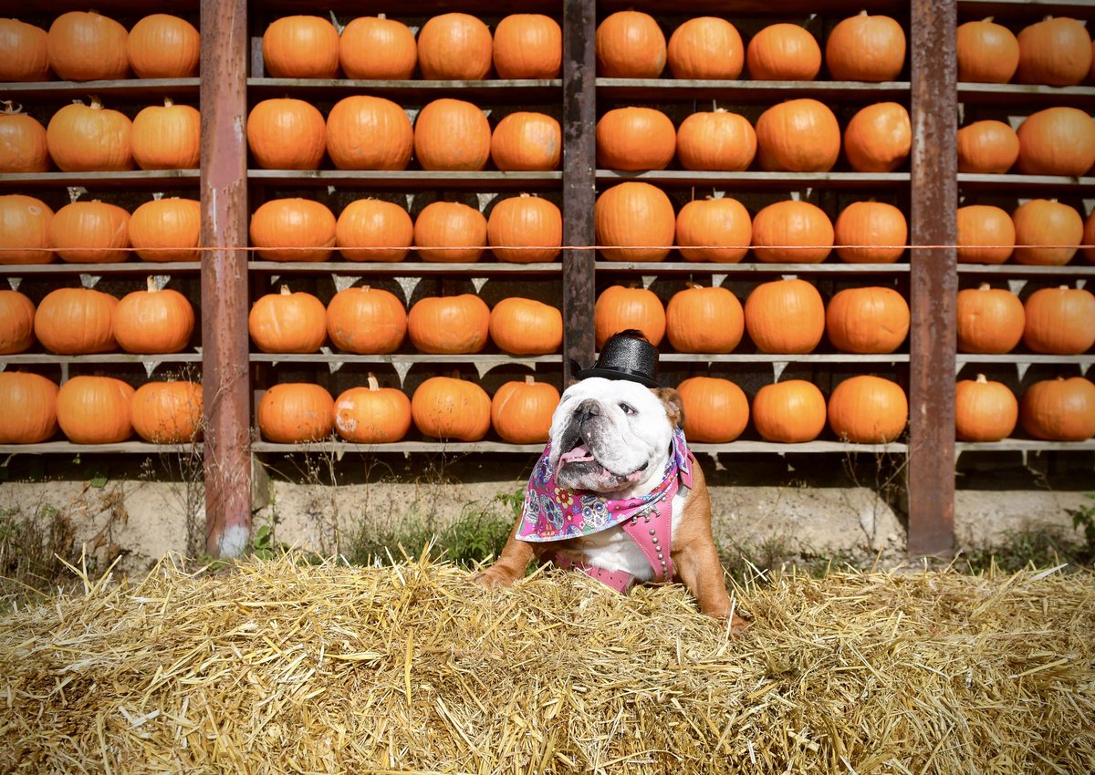 Alex Hannam tweet media