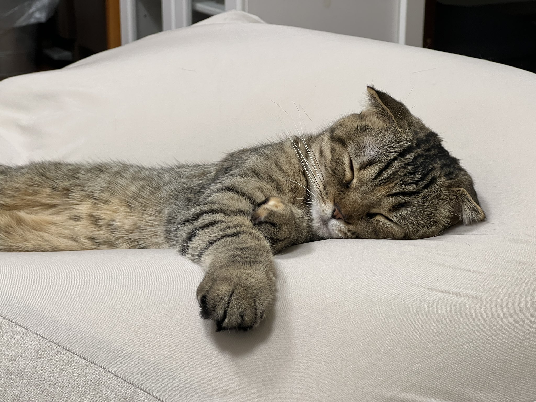 あやね on Twitter "RT matsutake_cat ダメになるクッションに爆睡中のまつたけ https//t.co