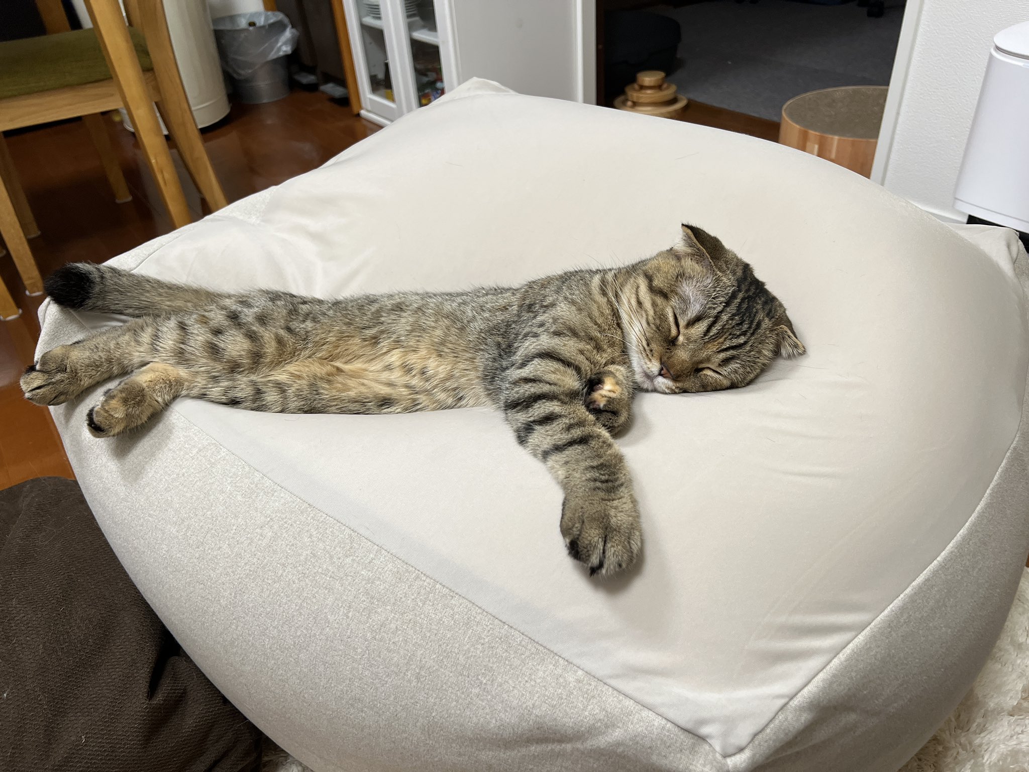 あやね on Twitter "RT matsutake_cat ダメになるクッションに爆睡中のまつたけ https//t.co