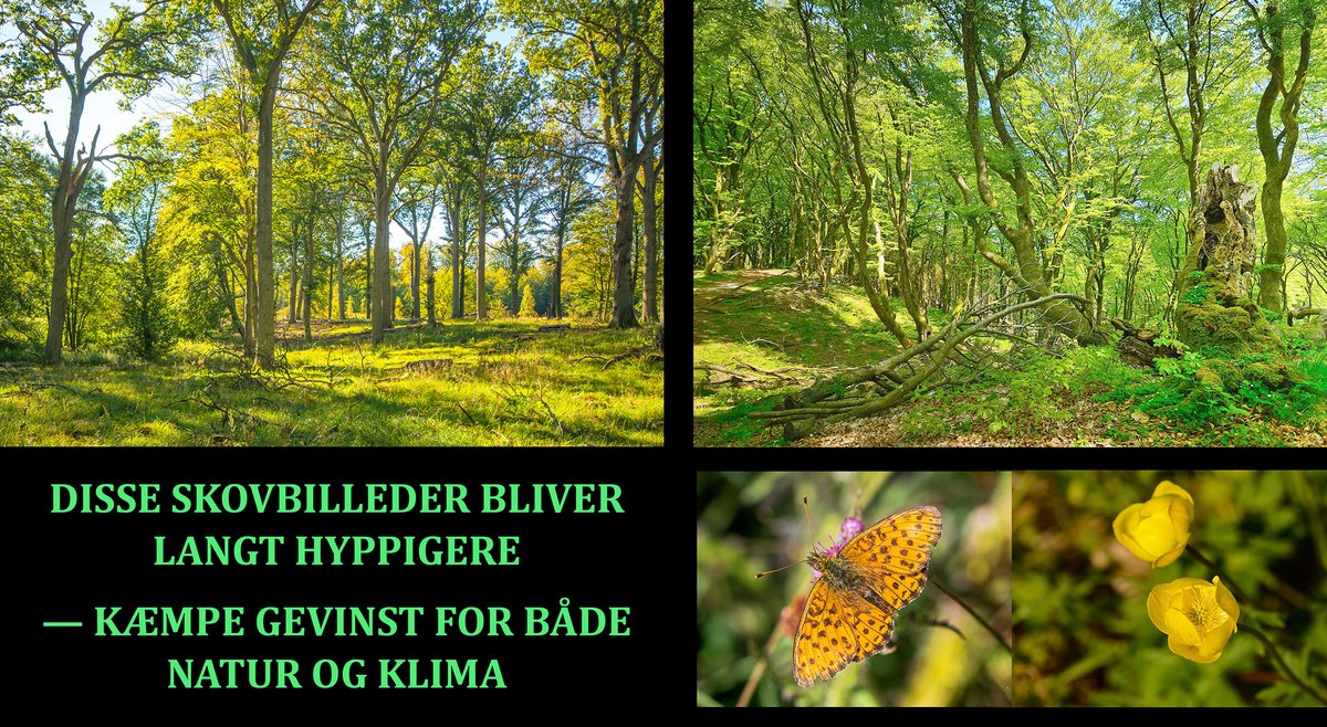 Danmarkshistorisk naturfremskridt, intet mindre: Regering + støttepartier i mål med 75.000 hektar vildskov, hvor natur ikke længere fældes, flises, fortrænges og forarmes! Søer og moser vender retur, træerne bliver gamle og artsrige — og skovene eventyrlige🌳🦌🪲🦋🦇🦉🐾 #dkpol