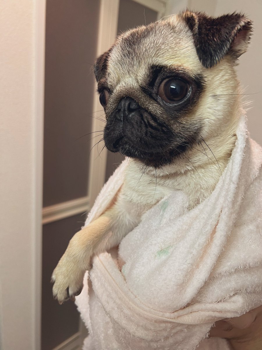 尾丸鼻ぺちゃ様♥️パグ 印鑑スタンド 箸置き 尾丸鼻ぺちゃ様♥️パグ 印鑑スタンド 箸置き