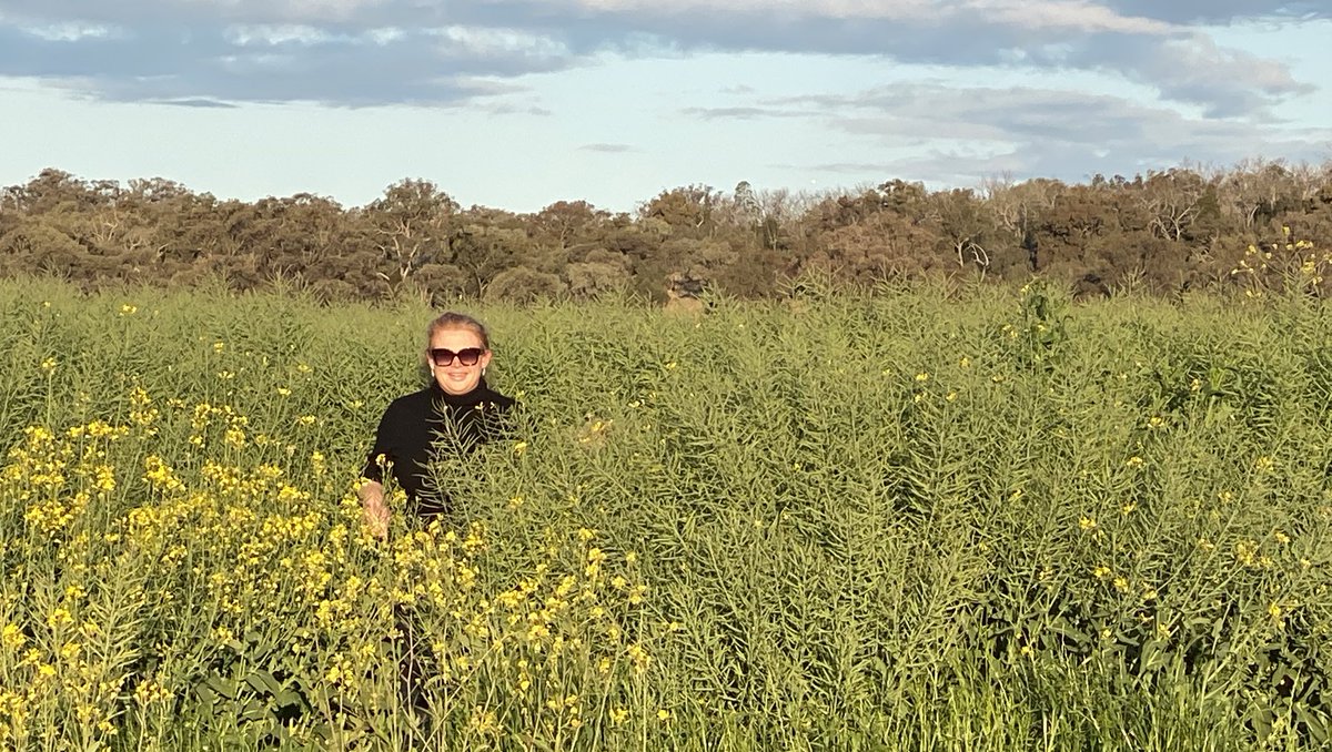 Look, I’m not real tall but this #canola could do anything - farming on the hills helping with drainage perhaps?  #home #stayawayjackfrost #sundaycroppy