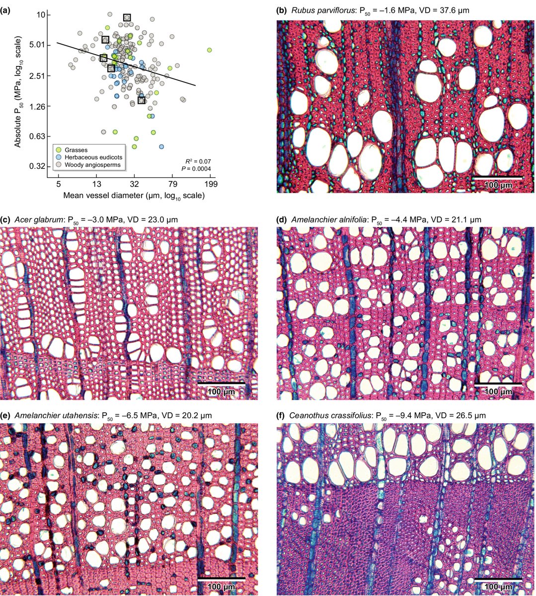 Functional xylem characteristics associated with drought-induced embolism in angiosperms #TansleyReview <a href="/frederic_lens/">Frederic Lens</a> <a href="/FunctionalTrai3/">Functional Traits</a> <a href="/brodersen_lab/">Brodersen Lab</a> @SDelzon <a href="/PlantLabUlm/">Jansen Lab</a> 

ow.ly/vZGO50KYm3T