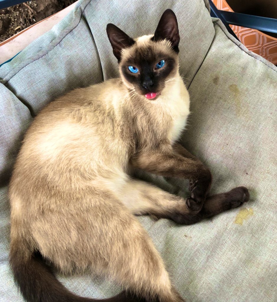 BecaHawaii's tweet photo. RIP Beautiful! We will never forget that silly tongue! #AITU https://t.co/pYJjU2pR2v