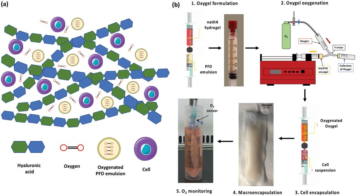 🗣️NEW PAPER: 
In this study, a novel oxygenated cell supporting biomaterial - Oxygel is characterized. In parallel, a mathematrical model predicting the oxygen durability within Oxygel after cell loading is developed and experimentally validated in vitro.
onlinelibrary.wiley.com/doi/10.1002/ad…