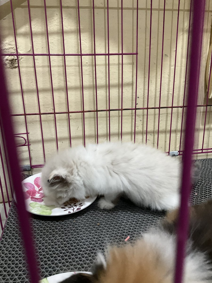 alhamdulillah triplets udh mau makan semua xixi