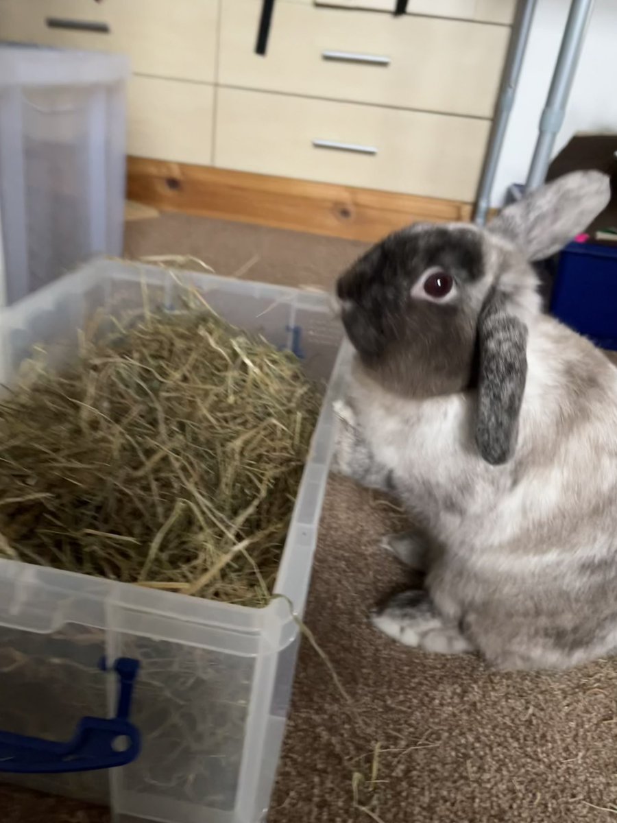 Oreo_The_Rabbit's tweet photo. Hooman got me some new hay which is much greener than the old one - I demand more! Tasty 😋🐰🐰 https://t.co/5vc3Qr9BEq