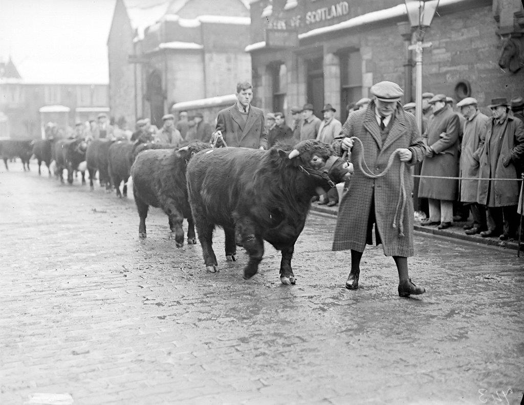 Today is World #FarmAnimalsDay! Would you like a mystery? We *think* this image of shorthorn cattle from the 1940s shows the corner of Caledonian Road and Glasgow Road in Perth. What do you think?

#ExploreYourArchive