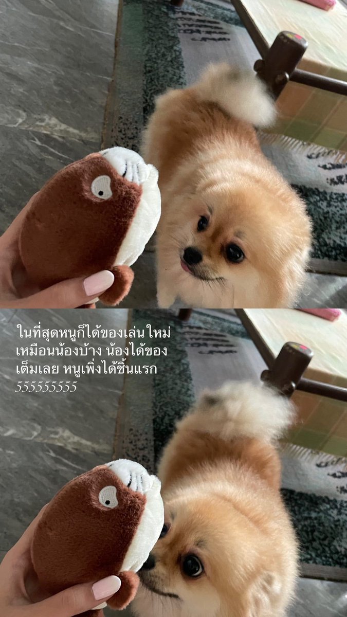 OomsMoonLight's tweet photo. [Natcha Story]

ชูครีมและคอนโดของเขา

คุ้กกี้และของเล่นชิ้นใหม่~

#NatchaOom 
#OomsMoonLightCastle 🏰 https://t.co/76BwF4w0iy
