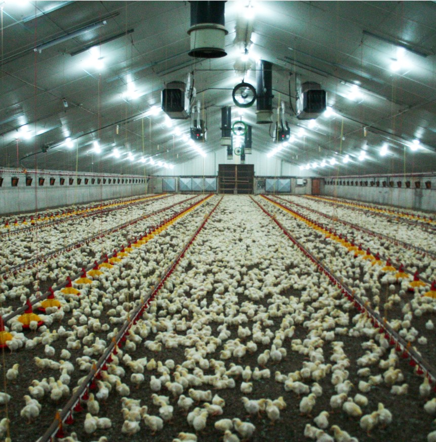 NatureDynamics DOME provides a dynamic lighting system to create the best lighting conditions for your Chickens 🐓 

Contact for more info: 
Dr. Abdulrahman Elshorbagy
Email: abdelrahman.elshorbagi@signify.com
lnkd.in/djKVgzBg

#poultry #poultrylighting #poultryfarming