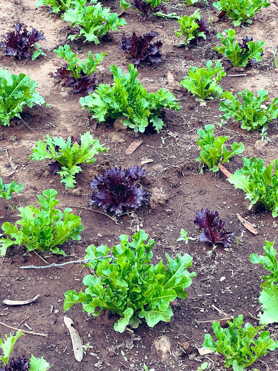 theflyfarmer's tweet photo. #BSFFF Black soldier fly #frass #fertilizer is a natural, organic fertilizer with balanced nutrients for your crops. It is the perfect boost for your garden! We have seen it’s benefits and still can’t get over how beautiful (and tasty) our produce is  #SustainableFarming #Zambia https://t.co/ma9qaA3khw