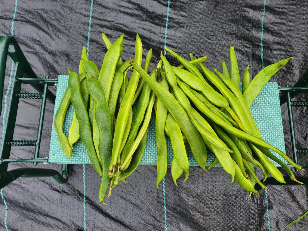DoddysAllotment's tweet image. Working in the polytunnel today as its raining outside.  However, picked another load of runner beans and still more to come !!!
#GardeningTwitter #allotment #growyourown
