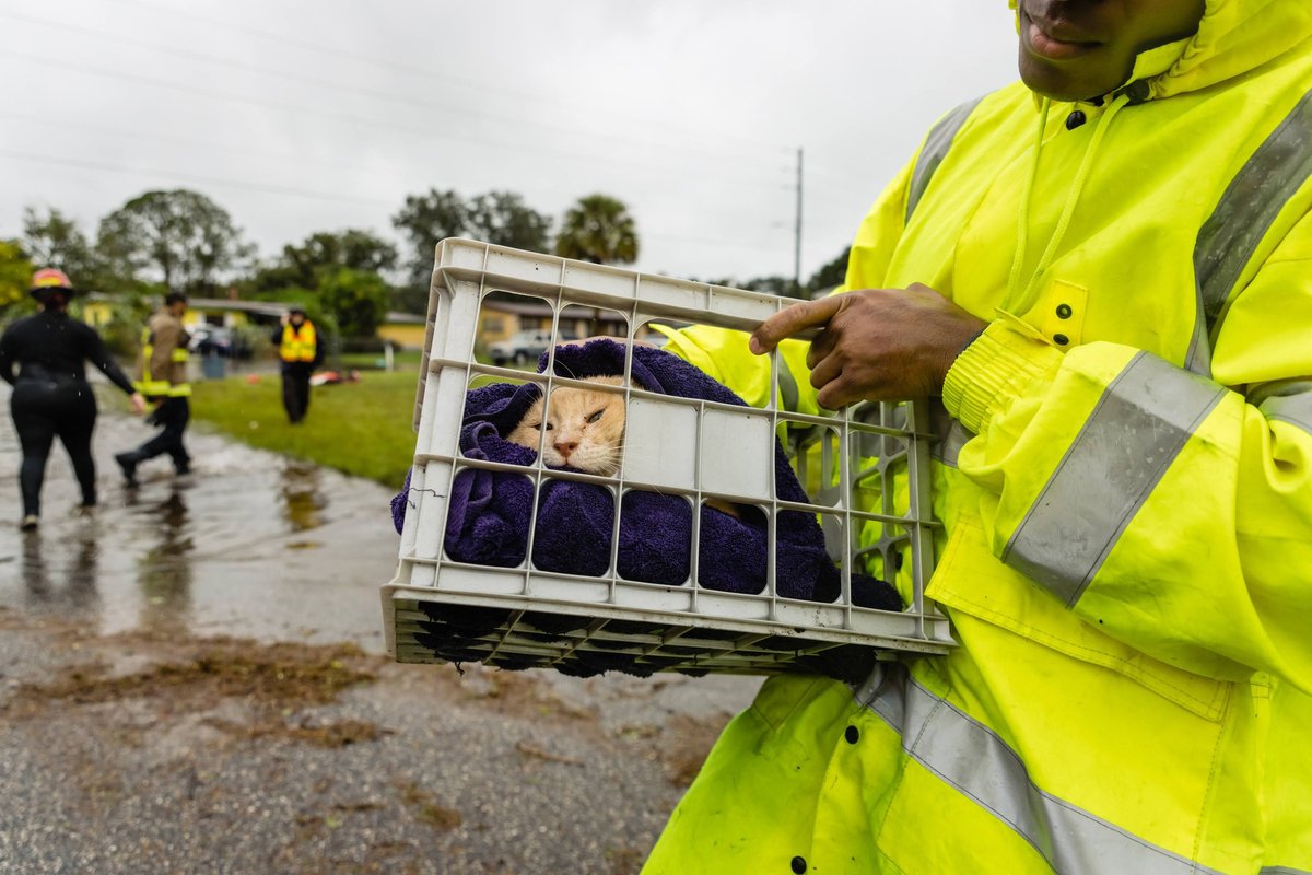 Heroes---cat rescued from Hurricane Ian flood waters in Florida. Photo: Orange County Fire and Rescue.