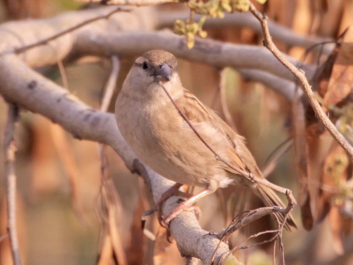 #GandhiJayanti2022 
“Look at the sparrows; they do not know what they will do in the next moment. Let us literally live from moment to moment.”
- #MahatmaGandhi 

#birdwatching #indiaves #gandhiquotes #TwitterNatureCommunity #NaturePhotography #nature #birds #birdphotography