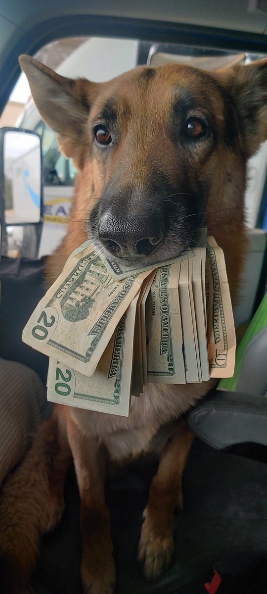 Horny Mao on Twitter "RT KINGSH3P Money dog has blessed your