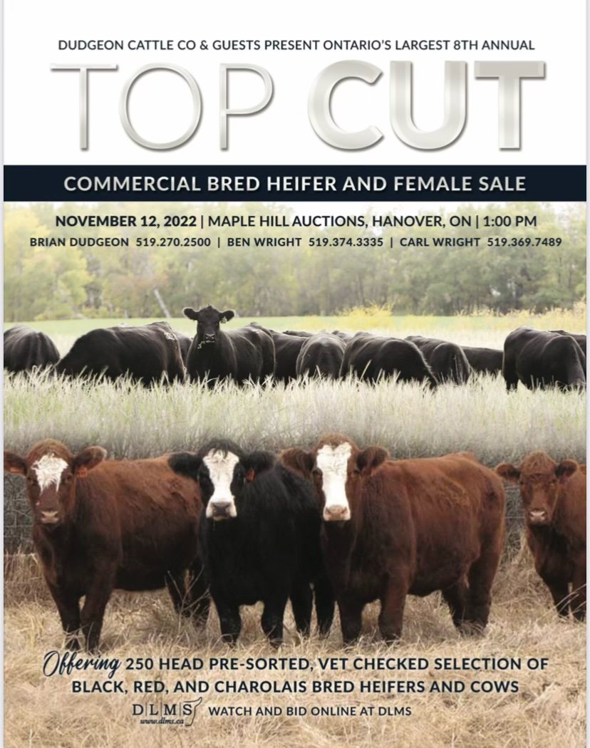 Hfrs are all home from summer pasture now, stop in and have a look!