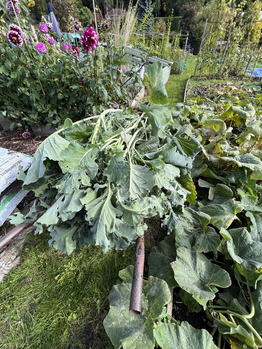 BeersBench's tweet photo. Heading for compost corner to make some good stuff. #nodig #gyo #allotment fun #compostcorner https://t.co/57oO5xABIF