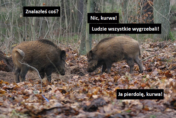 [Obrazek: FeE1m0aXkAoPn-D?format=jpg&name=small]