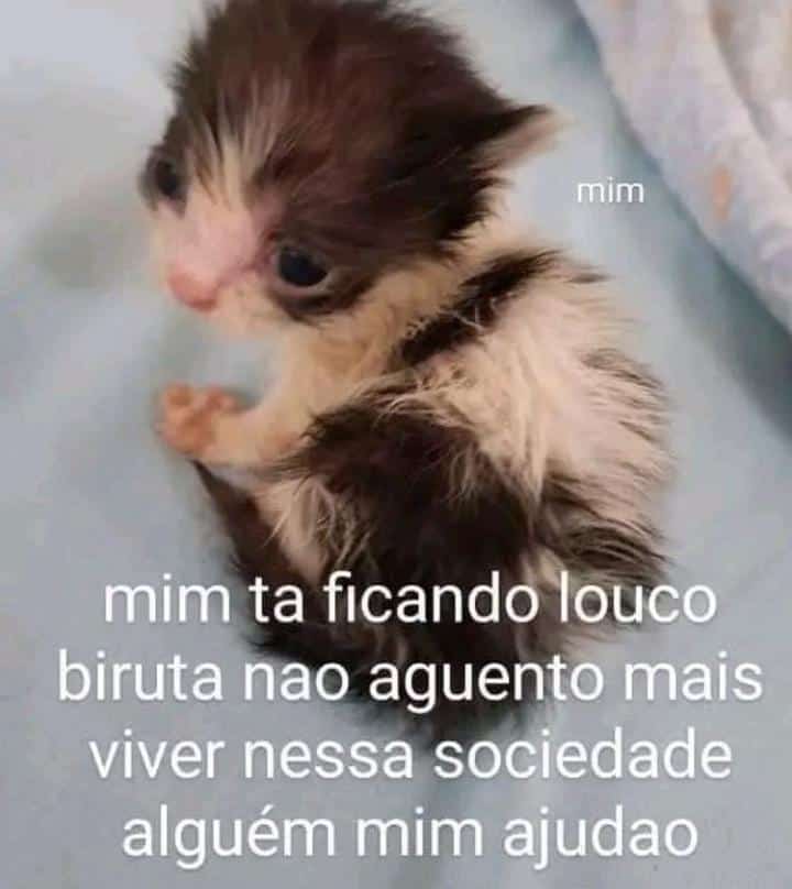 SAFEHOUSE_NEWS's tweet photo. O Time Panthers está assim nesse exato momento KKKKKKKKK https://t.co/y3RjKo26P5