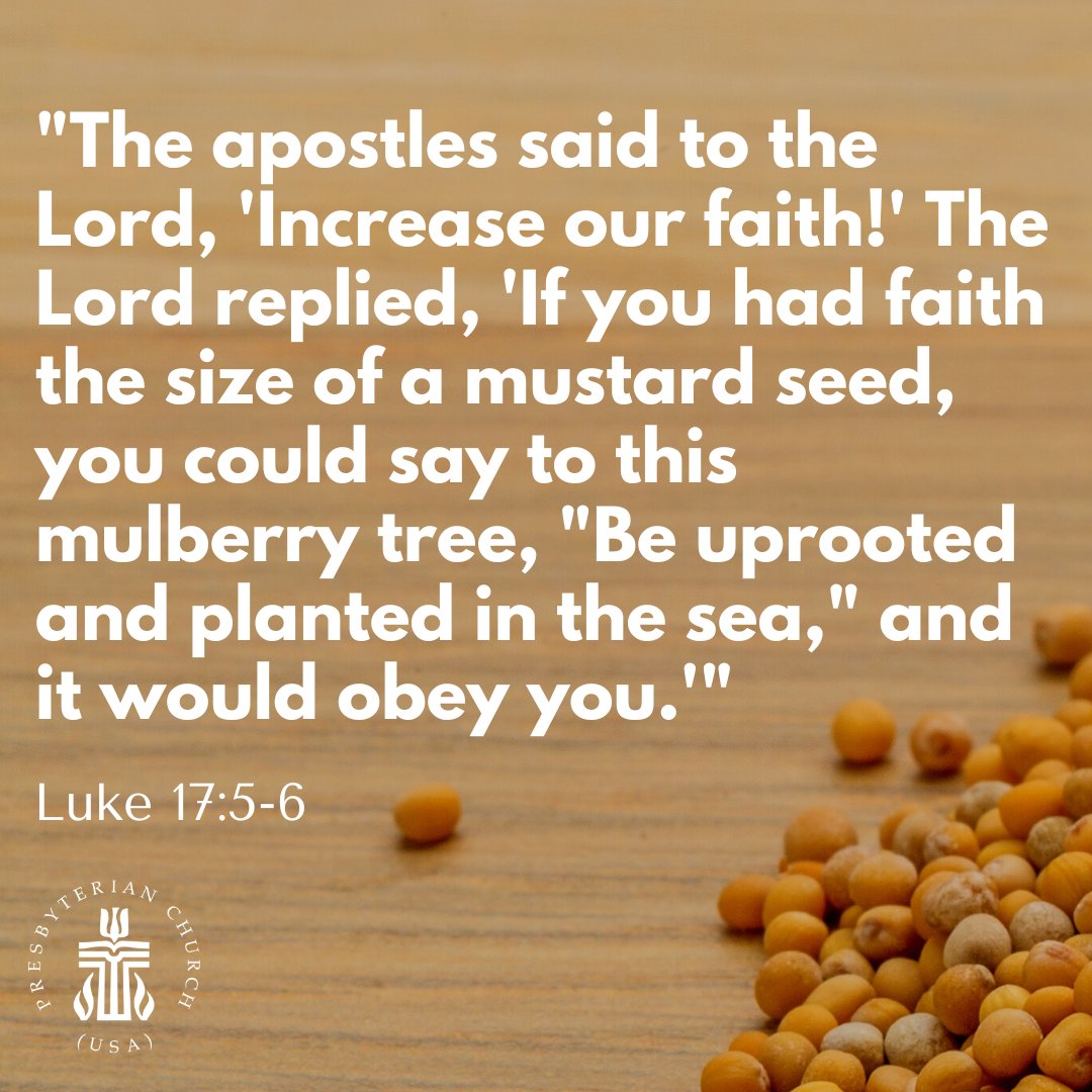 Presbyterian's tweet photo. "The apostles said to the Lord, 'Increase our faith!' The Lord replied, 'If you had faith the size of a mustard seed, you could say to this mulberry tree, "Be uprooted and planted in the sea," and it would obey you.'" Luke 17:5-6 #SundayScripture #GospelOfLuke #MustardSeed https://t.co/jVWU6WFPDs