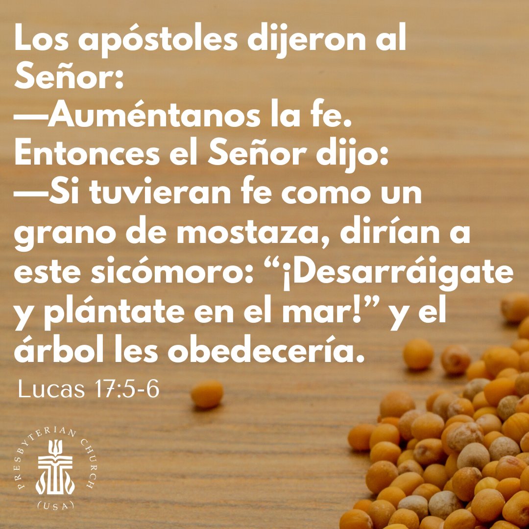 Presbyterian's tweet photo. "The apostles said to the Lord, 'Increase our faith!' The Lord replied, 'If you had faith the size of a mustard seed, you could say to this mulberry tree, "Be uprooted and planted in the sea," and it would obey you.'" Luke 17:5-6 #SundayScripture #GospelOfLuke #MustardSeed https://t.co/jVWU6WFPDs