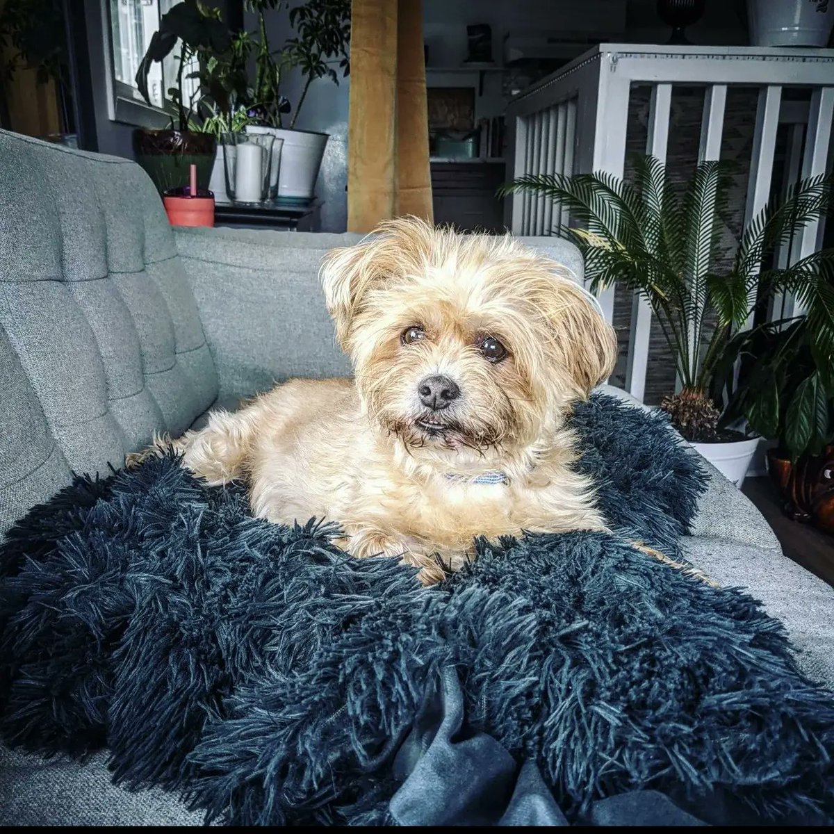 We said goodbye to the best girl on Friday. 💔💔💔

Rest in love lil princess.