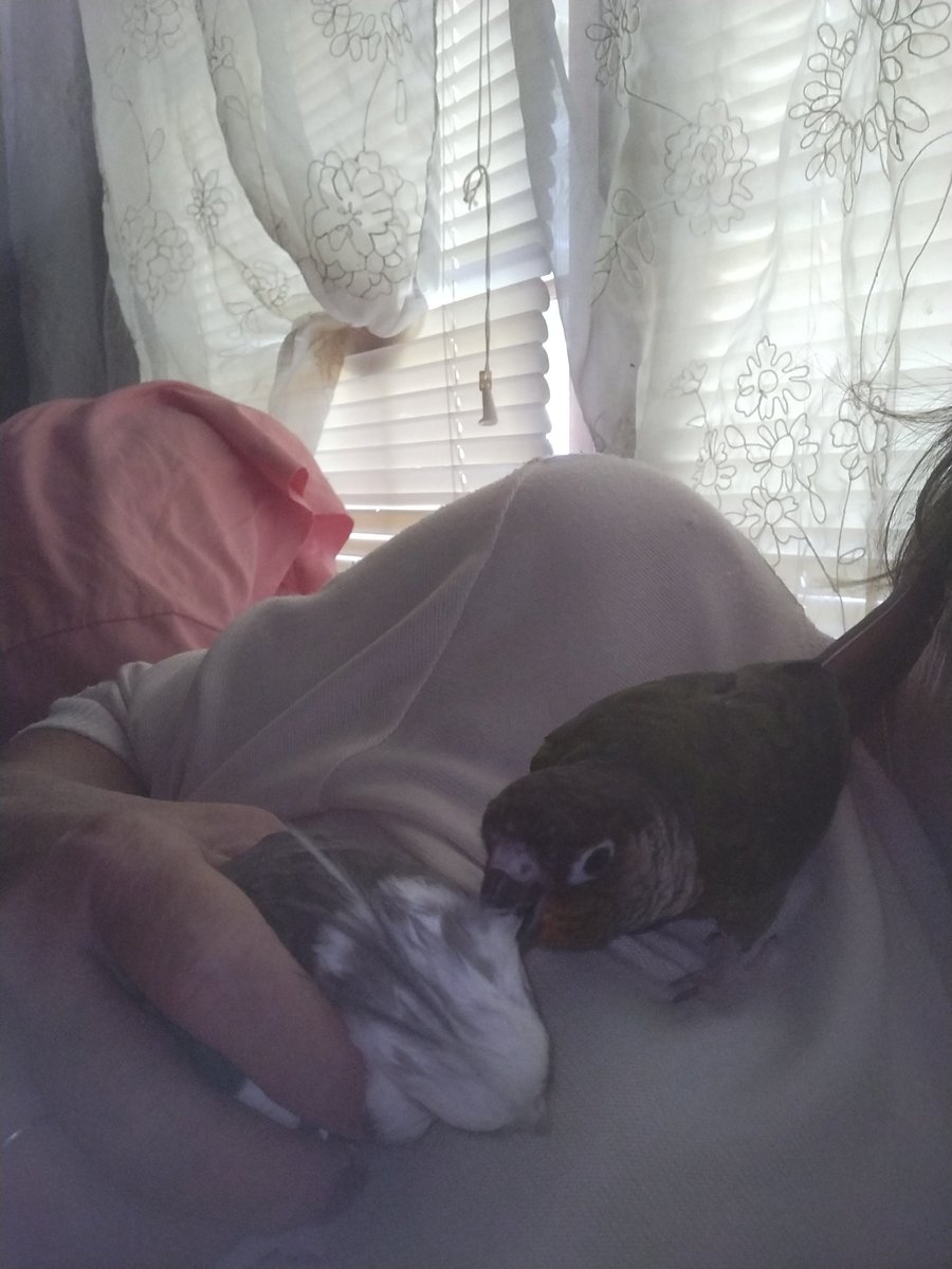 Cuteness overload!!!  Skittles has finally decided Sammy Jo is a member of the flock! 🥰🥰🥰 #HindsFamilyFlockb #BestFriends