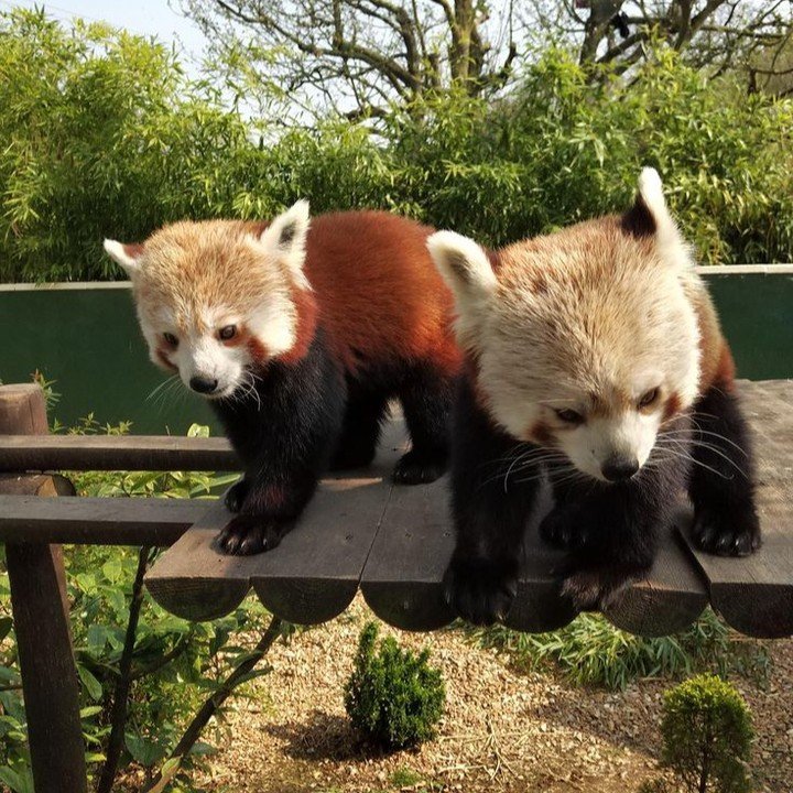 Red_panda_haven's tweet photo. Baby panda😍🥰
.
.#redpandas #redpandalover #redpandaword #redpandapuppies #redpandasoftwitter https://t.co/smil66WCyb